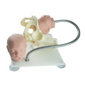 Gynecological Medical Skill Training Weibliche Pelvis Modell mit einem fetalen Kopf